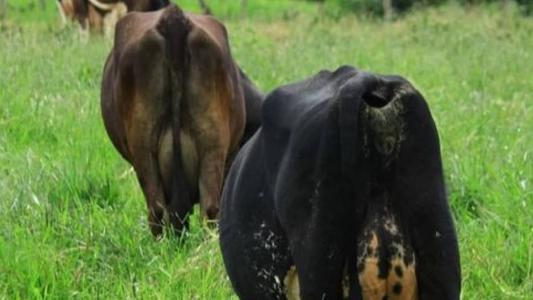 Muitos produtores estão saindo do mercado e, agora, pequenos laticínios ameaçam fechar, engolidos pelos grandes