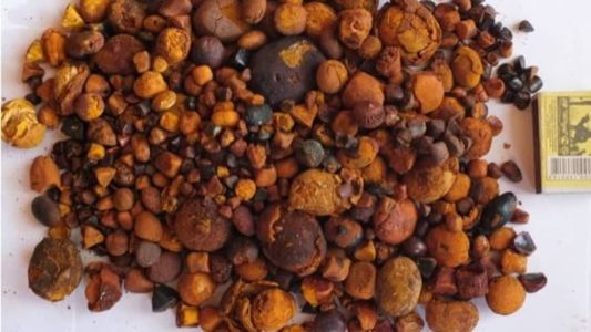 Roubo e comércio ilegal movimentam muita grana no mercado negro da pedra de fel do boi