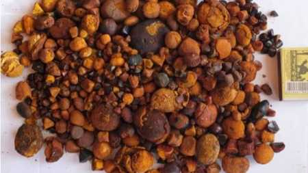Roubo e comércio ilegal movimentam muita grana no mercado negro da pedra de fel do boi