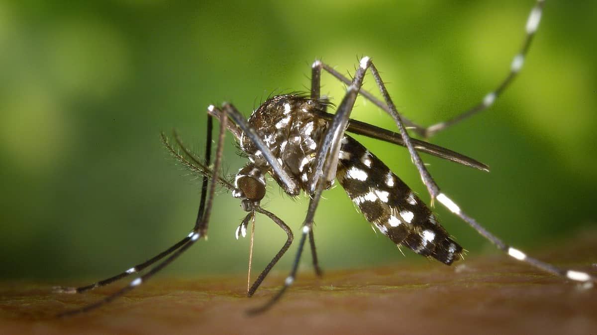 Número de casos de zika aumenta 20% em relação a 2022 no Brasil