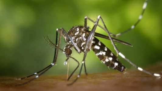 A principal forma de evitar a doença é eliminar os criadouros do mosquito, ou seja, evitar acúmulo de água parada