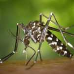 Número de casos de zika aumenta 20% em relação a 2022 no Brasil