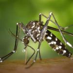 Número de casos de zika aumenta 20% em relação a 2022 no Brasil