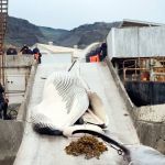 Islândia volta a permitir caça de baleias
