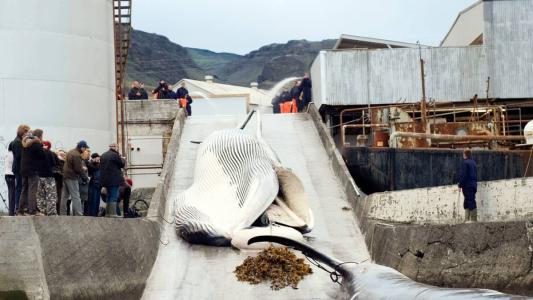 Baleias caçadas em 2009 na costa oeste da Islândia: havia expectativa de o país proibir a prática