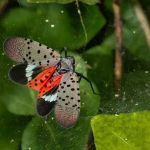 Conheça a mosca que ameaça a agricultura nos EUA