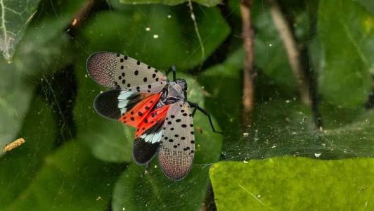 "Uma lycorma boa é uma lycorma morta", disse Amy Korman, entomologista da escola de ciências agrícolas da Universidade da Pensilvânia