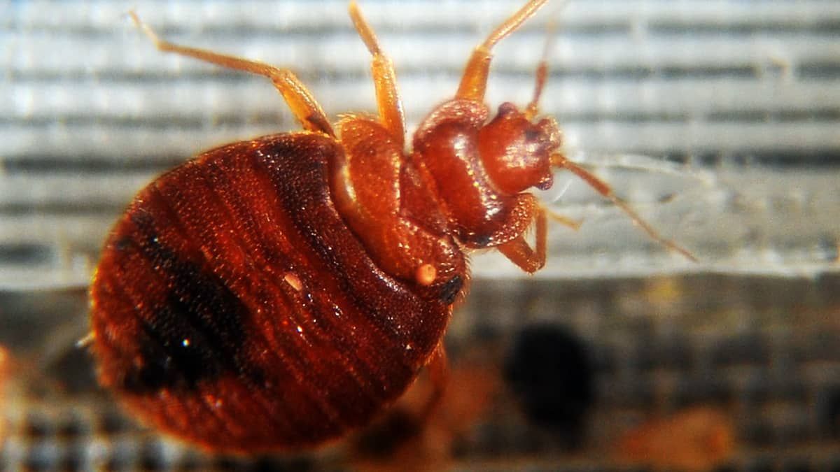 Governo francês toma medidas para conter infestação de percevejos em Paris