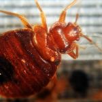 Governo francês toma medidas para conter infestação de percevejos em Paris