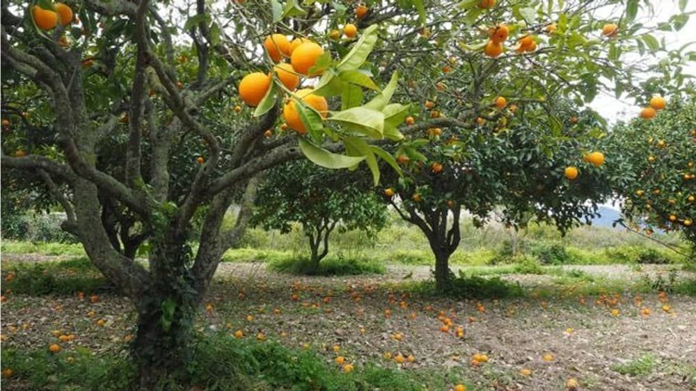 Laranja segue inflação mundial do arroz