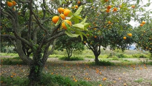 Suco de laranja ganha preços cada dia mais altos, por causa da queda na produção da fruta