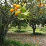 Laranja segue inflação mundial do arroz