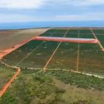 Café no cerrado se fortalece com investimentos milionários