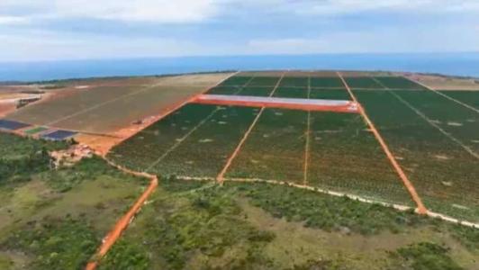 Agricultura no cerrado cada vez mais forte, seguindo os comandos de Alysson Paolinelli
