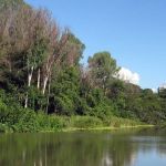 O poder das árvores neste climão