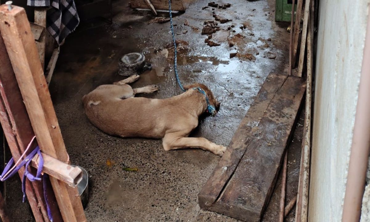 PM registra maus-tratos de cachorros e abandono de crianças e adolescente em MG