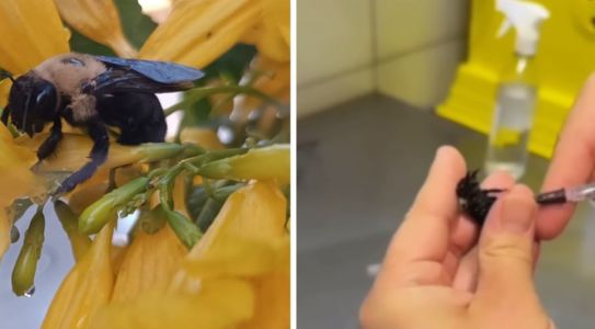 Fotos mostram abelha que foi internada em clínica veterinária de Goiânia (GO)