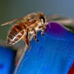 Uso indiscriminado de agrotóxicos e produtos químicos coloca as abelhas em risco de extinção; entenda