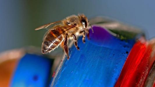 Abelhas estão sofrendo com o uso indiscriminado de agrotóxicos