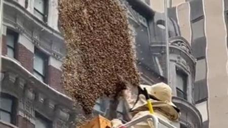 Abelhas foram retiradas por um apicultor e encaminhadas a um local seguro
