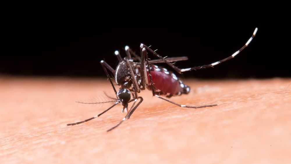 Prefeitura de BH vai soltar mosquitos Aedes aegypti na região Centro-Sul; entenda