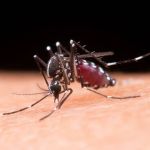 Prefeitura de BH vai soltar mosquitos Aedes aegypti na região Centro-Sul; entenda