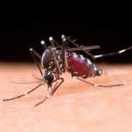 Prefeitura de BH vai soltar mosquitos Aedes aegypti na região Centro-Sul; entenda