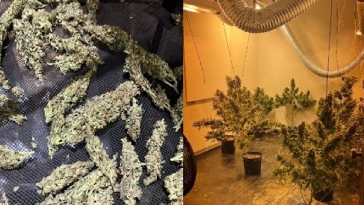 Sistema de estufas de maconha é descoberto pela polícia em apartamento em Belo Horizonte