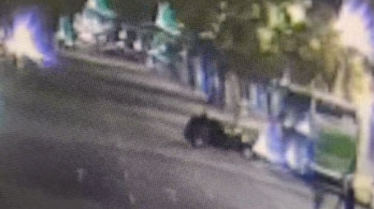 Sem CNH e sob efeito de drogas, jovem se distrai ao tocar seio de passageira e bate em ônibus na Afonso Pena