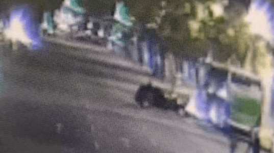 Sem CNH e sob efeito de drogas, jovem se distrai ao tocar seio de passageira e bate em ônibus na Afonso Pena