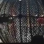 Vídeo: motociclistas batem no 'globo da morte' durante apresentação em circo  