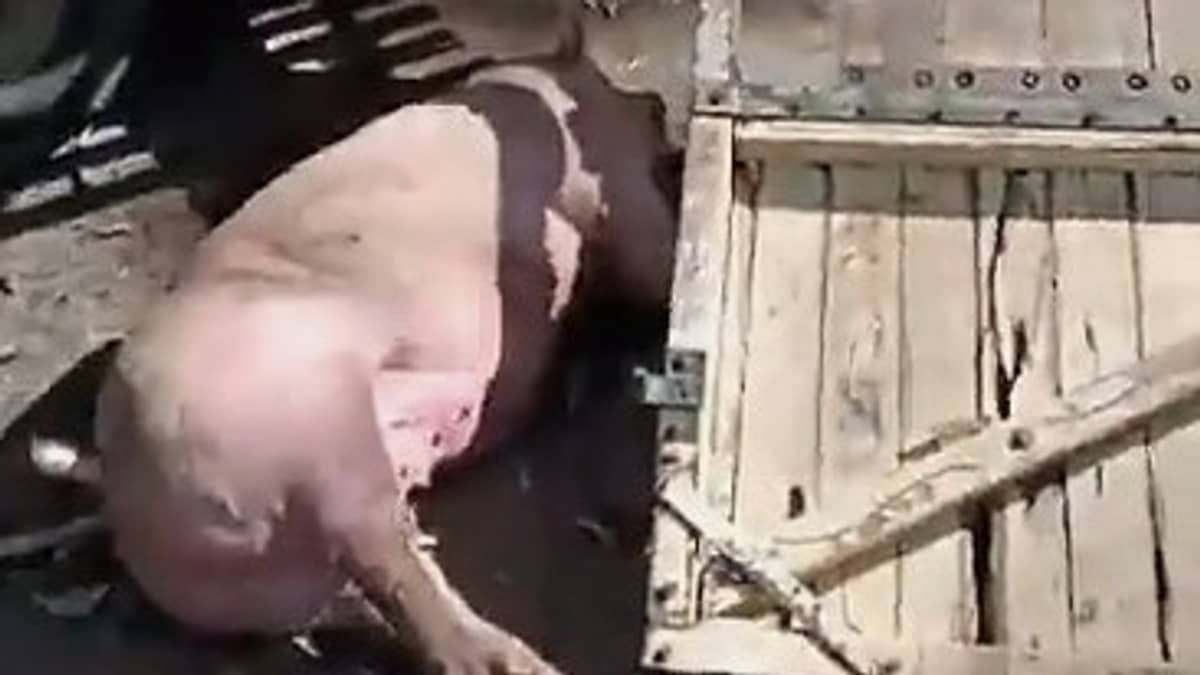 Vídeo: caminhão carregado com porcos bate em eucaliptos e animais ficam espalhados na rodovia
