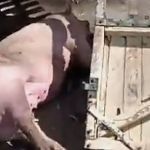 Vídeo: caminhão carregado com porcos bate em eucaliptos e animais ficam espalhados na rodovia
