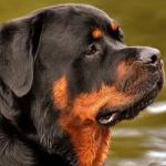 Mulher grávida fica em estado grave após ser atingida por Rottweiler que caiu de janela