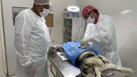 Os animais elegíveis a se submeterem à cirurgia devem ter no mínimo 4 meses de idade e no máximo oito anos