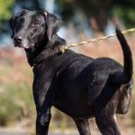 Betim terá campanha de incentivo a adoção de animais com deficiência