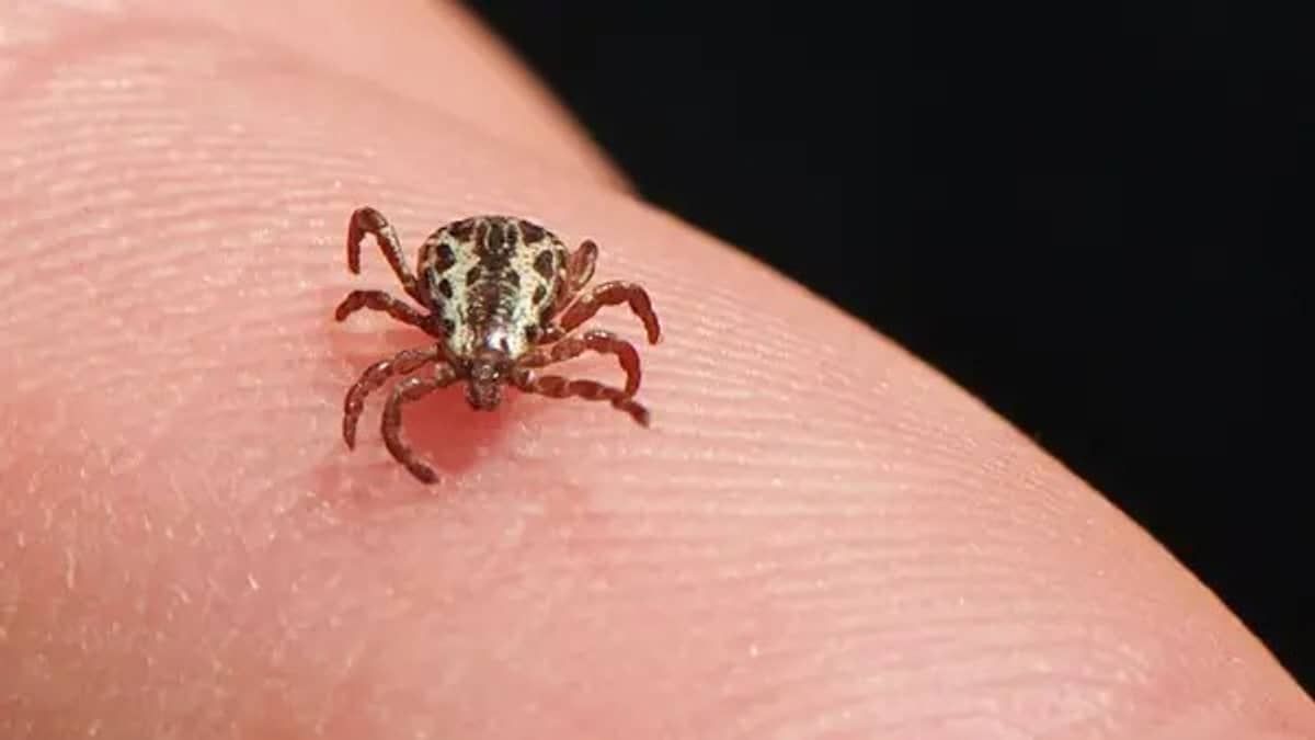 Viçosa registra dois casos suspeitos de febre maculosa
