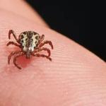 Viçosa registra dois casos suspeitos de febre maculosa