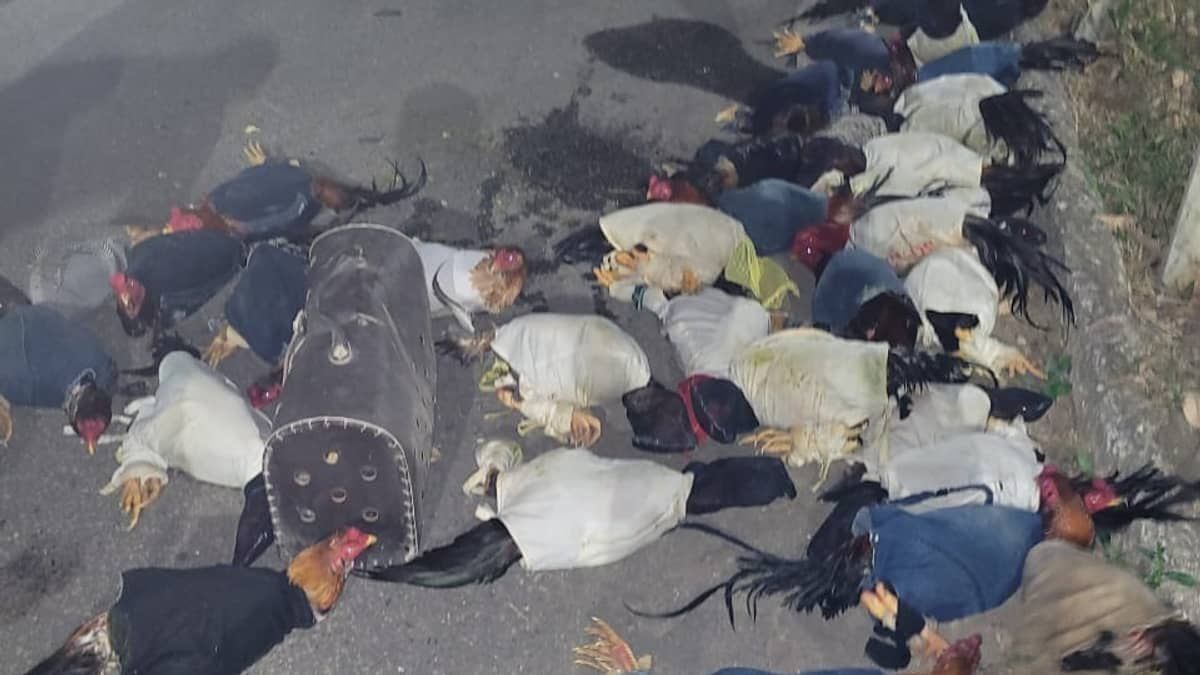 Polícia apreende 42 aves que seriam vendidas para rinha na BR-265, em Minas