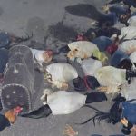 Polícia apreende 42 aves que seriam vendidas para rinha na BR-265, em Minas