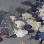 Polícia apreende 42 aves que seriam vendidas para rinha na BR-265, em Minas