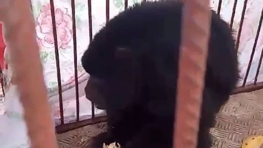 O animal foi resgatado sem ferimentos