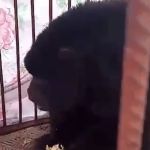 Vídeo: bombeiros resgatam macaco guariba em quintal de casa