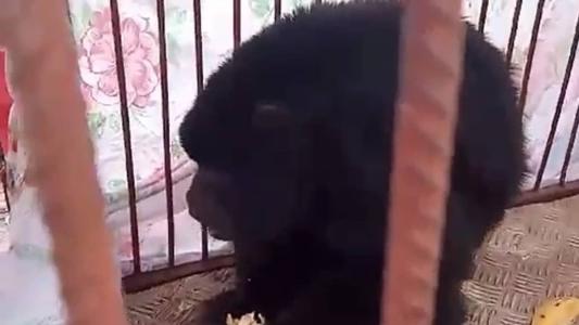 O animal foi resgatado sem ferimentos