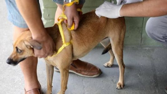 A ação é um esforço da PBH para ampliar a cobertura vacinal contra a raiva na capital