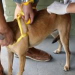 Minas Shopping terá campanha de vacinação antirrábica de cães e gatos; confira data e horário