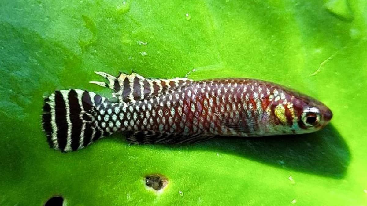 Pesquisadores encontram novos locais dos 'peixes das nuvens' no Rio