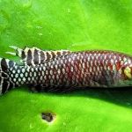 Pesquisadores encontram novos locais dos 'peixes das nuvens' no Rio