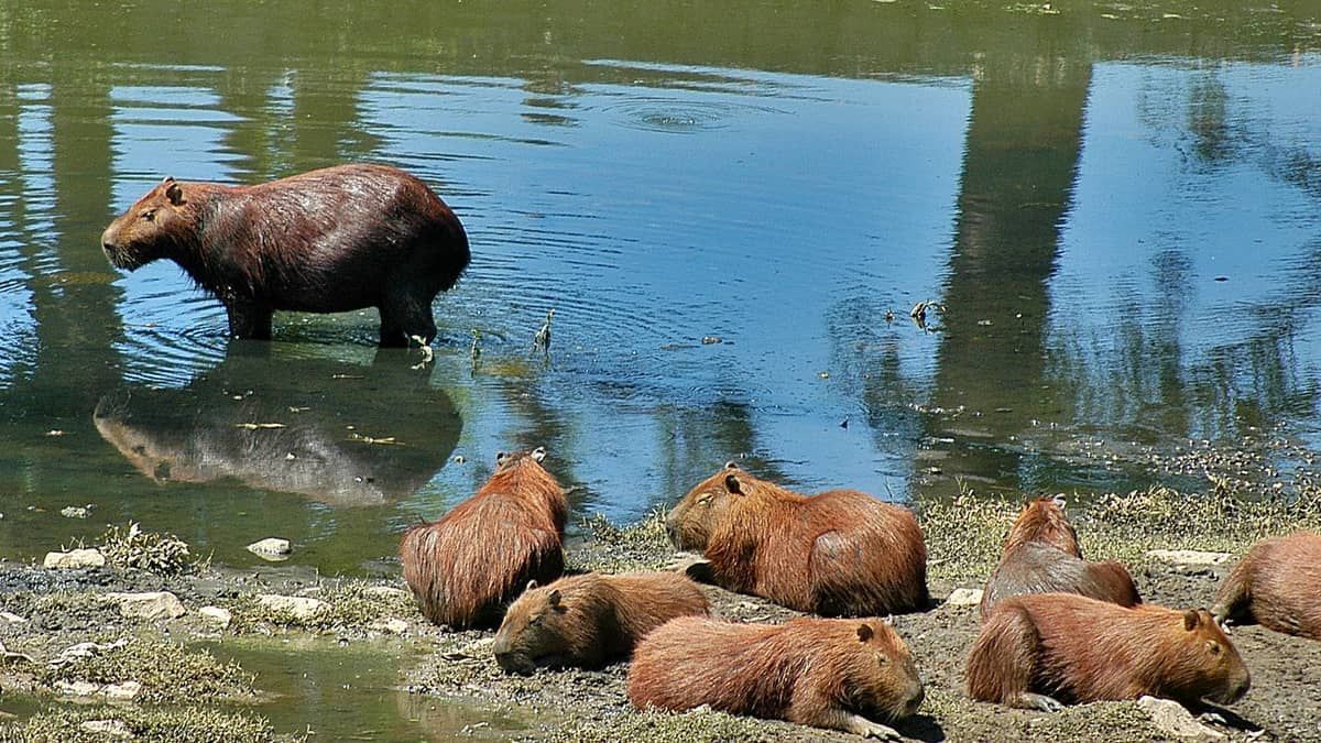 Festival Sensacional tranquiliza público sobre risco de contaminação da febre maculosa; confira cuidados