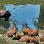 Festival Sensacional tranquiliza público sobre risco de contaminação da febre maculosa; confira cuidados